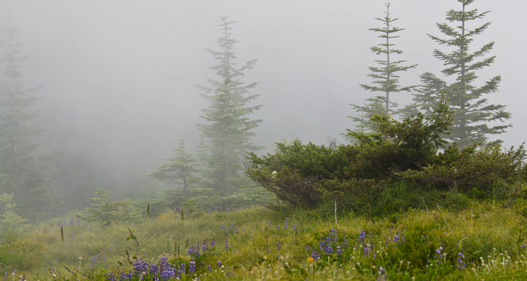 Evergreen trees and purple flowers in the fog